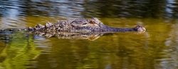 Aligators _0020