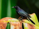 Carib Grackle (male), St Lucia
