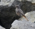 Black Redstart (Juvenile)