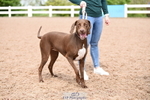 Dog Show, Saturday 18th = Click to View Photos portfolio