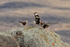 Crested Caracaras fighting, Torres del Paine, Chile