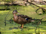 Mallard