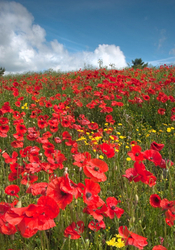 Poppyies and Clouds.