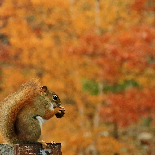 A red squirrel fattening up on a nut with a seasonal bokeh.