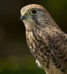 Kestrel