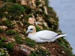 Gannet