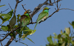 Green Bee-eater