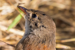 Immature Male 6