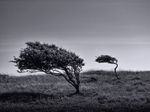 Two Trees