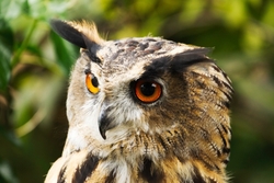Eagle Owl