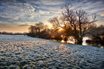Frosty Meadow