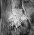 Bark 57