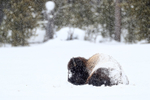Bison laying down snow falling, Yellowstone National Park