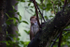 Macaque Monkey in Jungle in Ella Sri Lanka 18