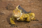 Land Iguana