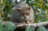 Scottish Wildcat