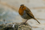 Robin
