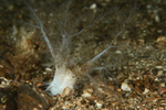 Thyonidium drummondii
