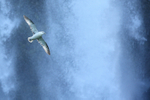 Fulmar flying across Seljalandsfoss, Iceland