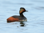 Black-necked Grebe portfolio