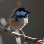 Coal Tit on Brownsea Island