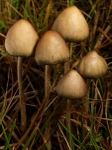 Liberty Cap