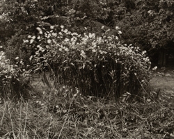 The Garden Series portfolio