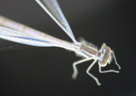Insects _ AN 020