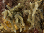 Alcyonidium condylocinereum TBC