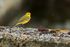 Yellow Wagtail (male) watches a flying insect at Farmoor