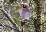 Waxwing