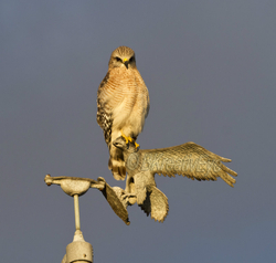 Birds  110