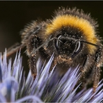 09_CE275_Bee Score 171