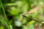 Yellow Bush Dart