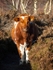 Cattle (06)