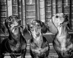 dogs-112