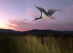 Black Stork montage