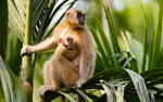 Golden Langur