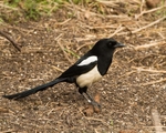 20110319-IMG_2432