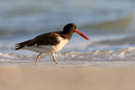 American Oystercatcher wading in sea, Fort De Soto Park, Florida