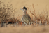Greater Roadrunner with raised crest, Bosque del Apache, New Mexico