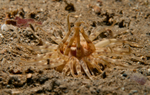 Mesacmaea mitchellii