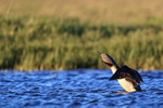 Red-throated Diver portfolio