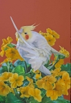 Lutino Cockatiel