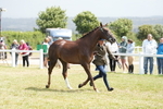 Class 54: Hunter/Riding Horse/Hack 1 & 2 yr olds portfolio