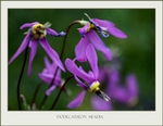 Dodecatheon meadia 1