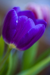 Flower - 6715