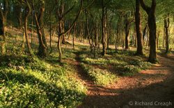 Magic Woods