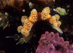 Doto fragilis