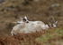 WELSH MOUNTAIN GOATS